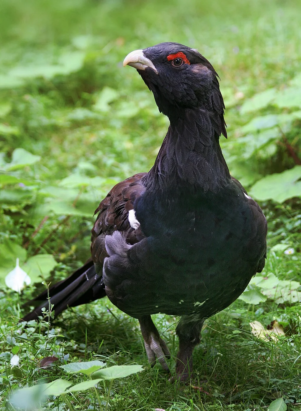 Cocoşul de munte