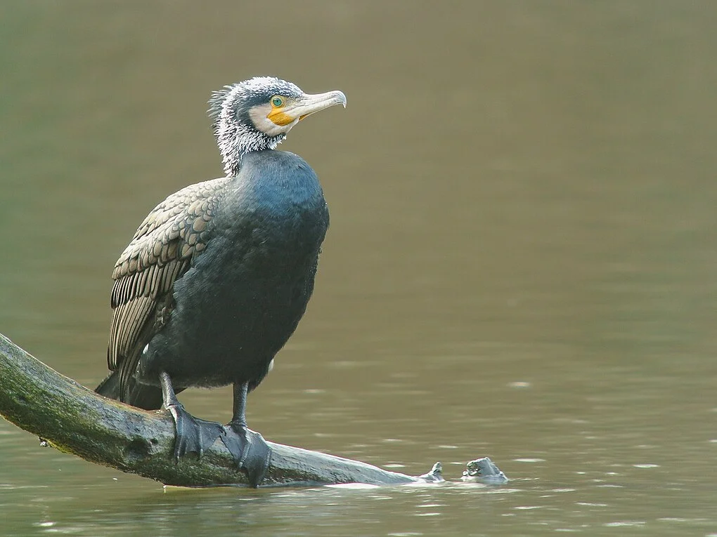 Cormoranul mare