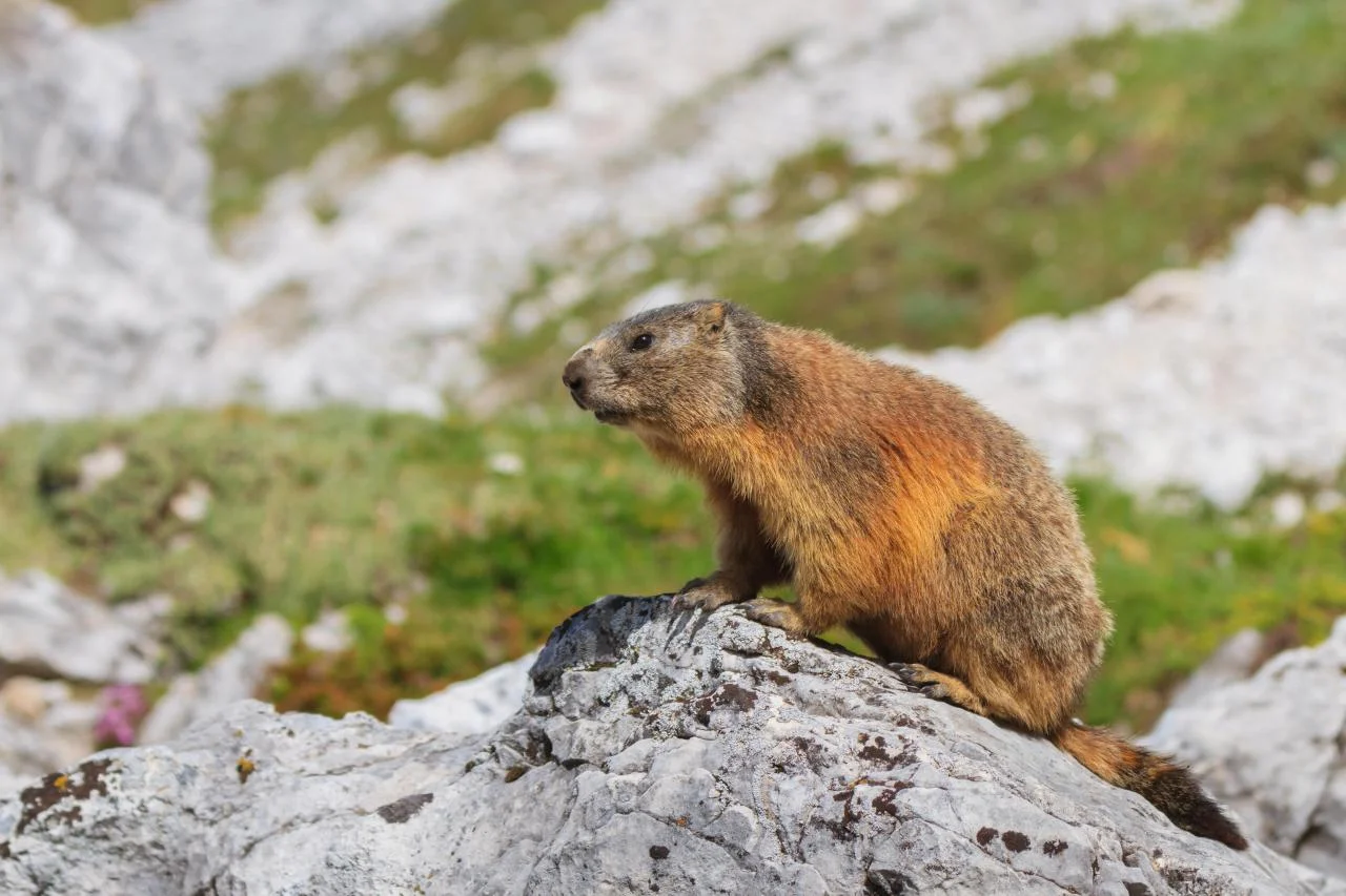 Marmota