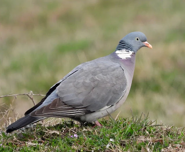 Porumbelul gulerat