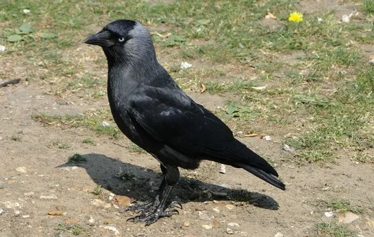 Stăncuţa