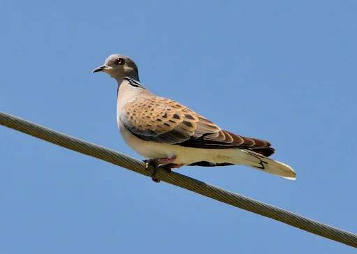 Turturica